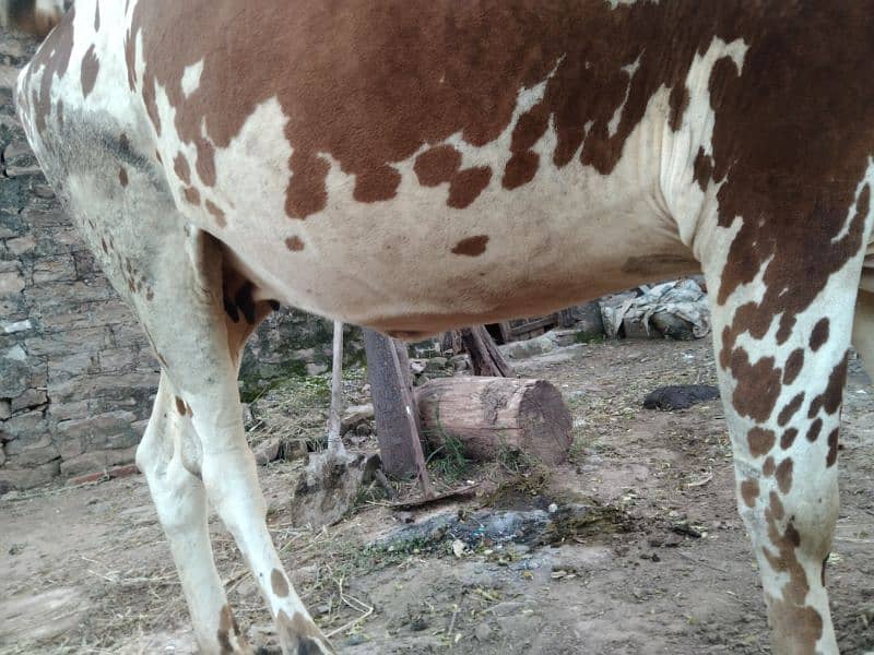 cow for SALE 2