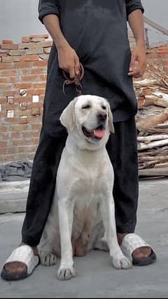 labrador