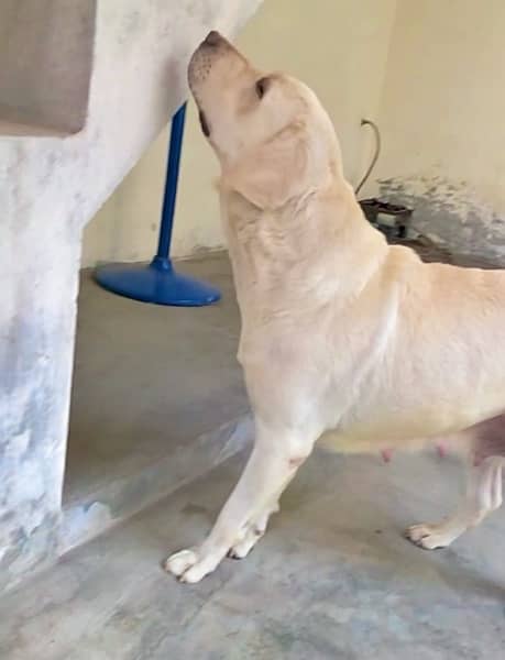 labrador breeder female for sale 1