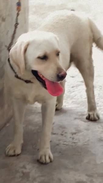 labrador breeder female for sale 3