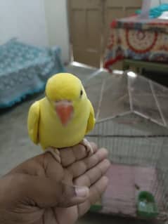 yellow parrot