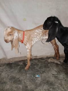 Makki Chini Bakri / desi Bakriyan / Goat  03114566405