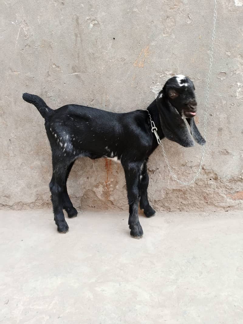 Makki Chini Bakri / desi Bakriyan / Goat  03114566405 2