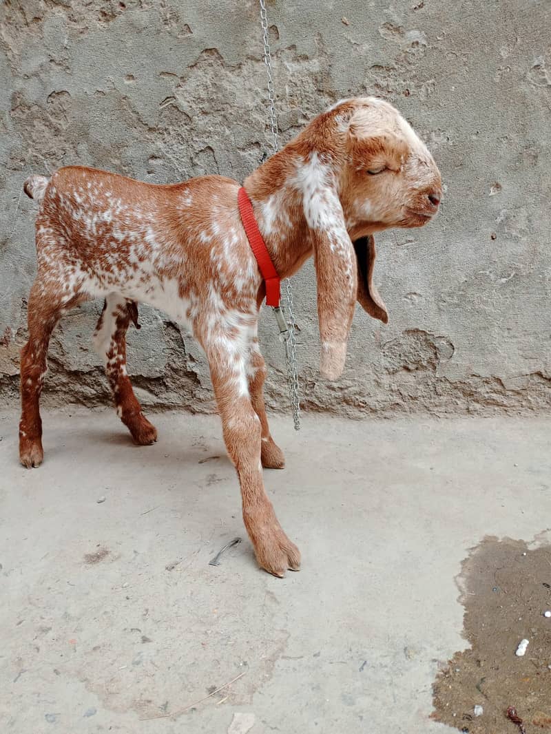 Makki Chini Bakri / desi Bakriyan / Goat  03114566405 4