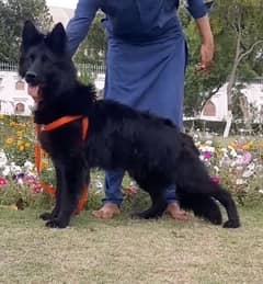 Black German Shepherd proper long coated male 10- man for sale