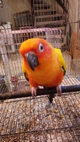 Sun conure pair age 4 years with DNA report 2