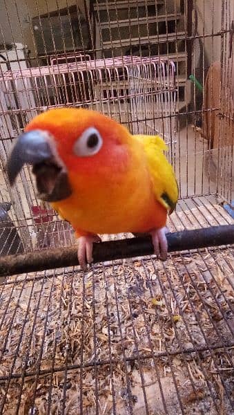 Sun conure pair age 4 years with DNA report 3