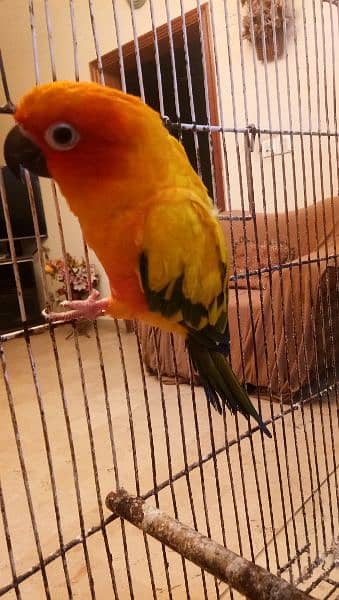 Sun conure pair age 4 years with DNA report 4