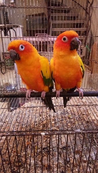 Sun conure pair age 4 years with DNA report 1