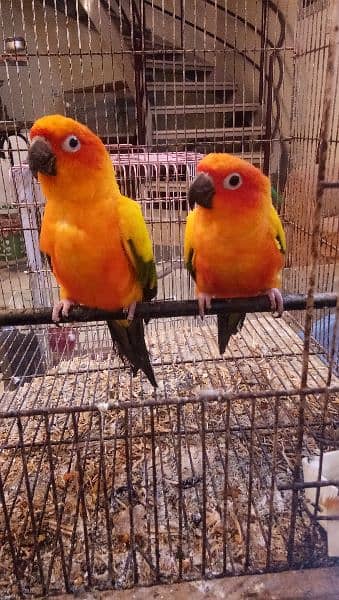 Sun conure pair age 4 years with DNA report 0