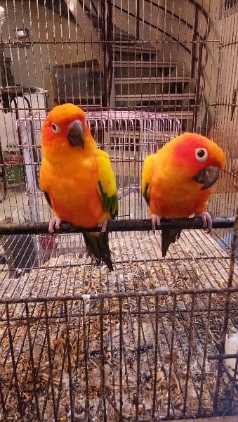 Sun conure pair age 4 years with DNA report 6