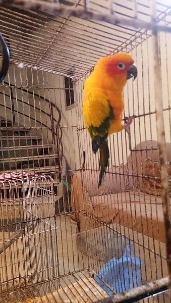 Sun conure pair age 4 years with DNA report 7