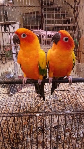 Sun conure pair age 4 years with DNA report 8