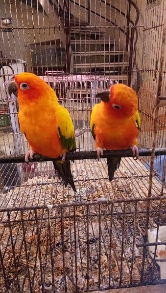 Sun conure pair age 4 years with DNA report 9