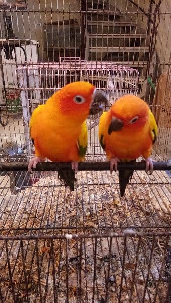 Sun conure pair age 4 years with DNA report 10