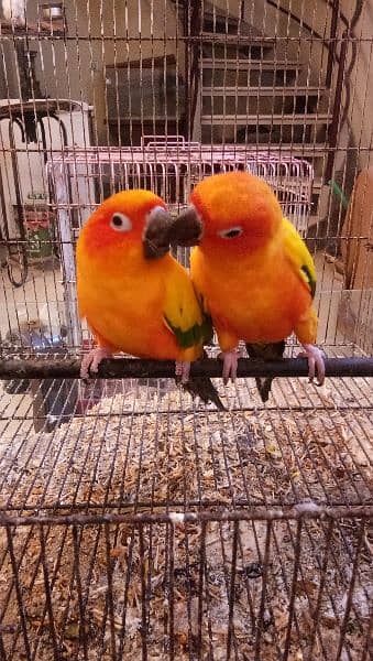 Sun conure pair age 4 years with DNA report 11