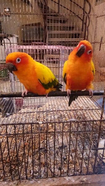 Sun conure pair age 4 years with DNA report 12