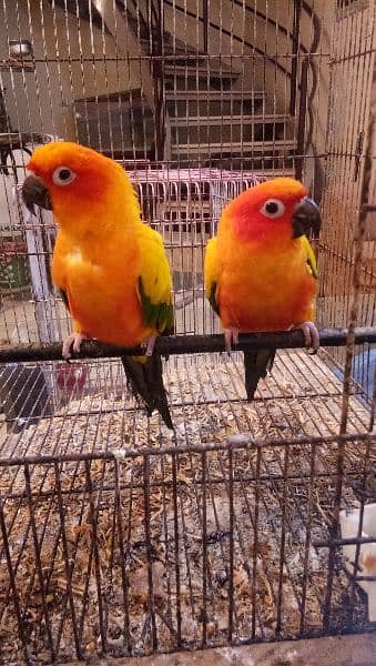 Sun conure pair age 4 years with DNA report 13