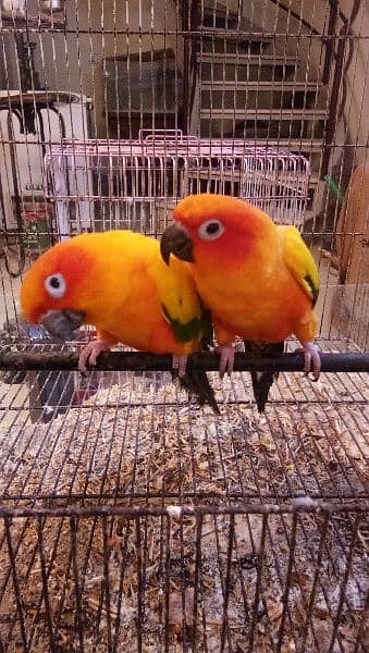 Sun conure pair age 4 years with DNA report 14