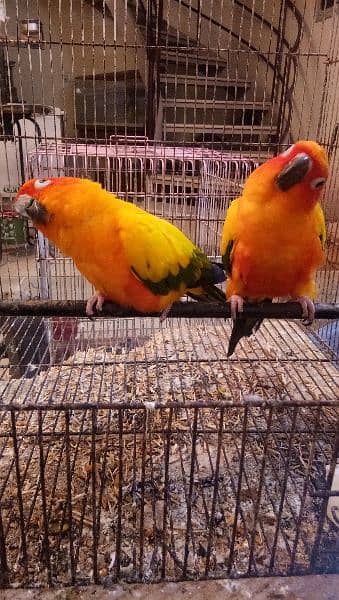 Sun conure pair age 4 years with DNA report 15