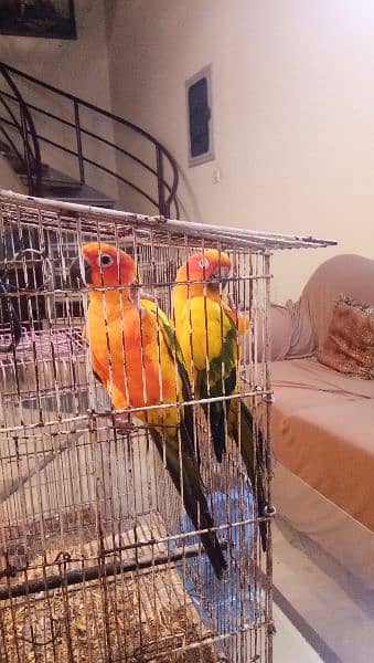 Sun conure pair age 4 years with DNA report 16