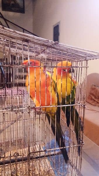 Sun conure pair age 4 years with DNA report 17