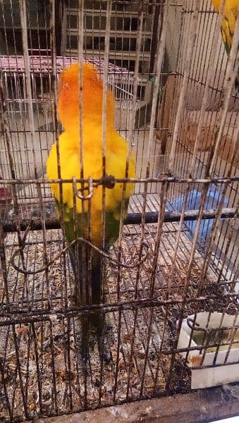 Sun conure pair age 4 years with DNA report 18