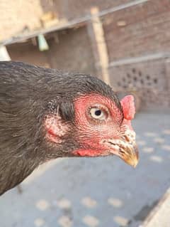 Aseel black hen for sale 0