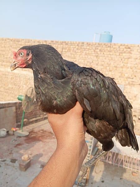 Aseel black hen for sale 2