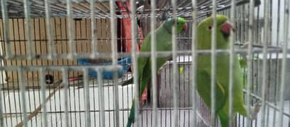 Parrot 