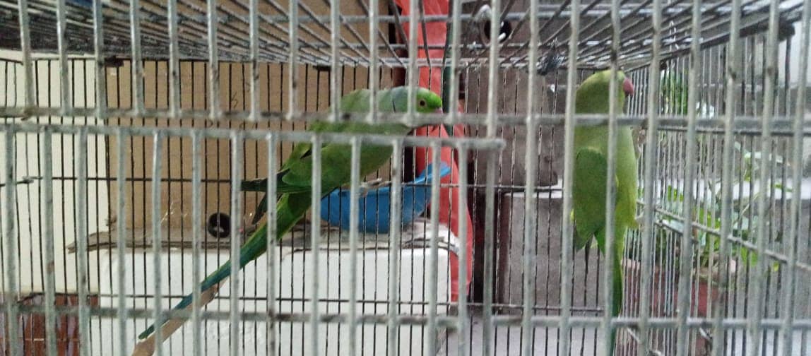 Parrot 4