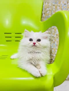 high quality kitten|Punch face Kittens|persian cat|cute|tripple|fluffy