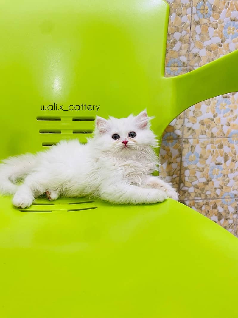 high quality kitten|Punch face Kittens|persian cat|cute|tripple|fluffy 16