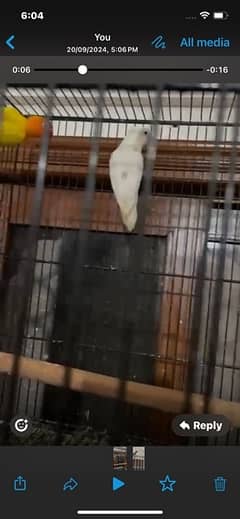 Albino birds for sale