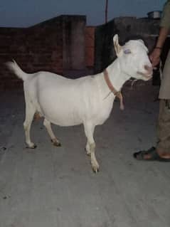 tadi bakri suway k Liya tiyar ha 10 din Baki ha. high qualit 85000