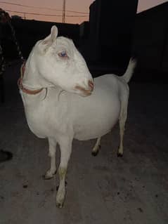 tadi bakri suway k Liya tiyar ha 10 din Baki ha. high qualit 85000