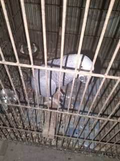 African grey parrot bonded pair 0