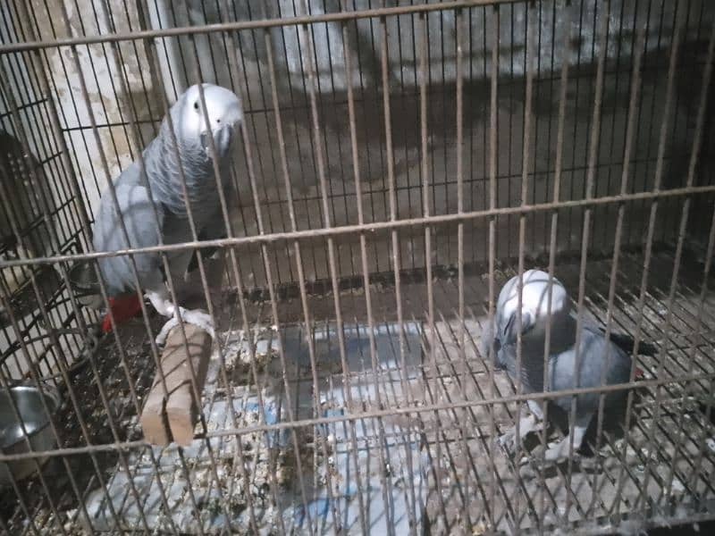 African grey parrot bonded pair 1