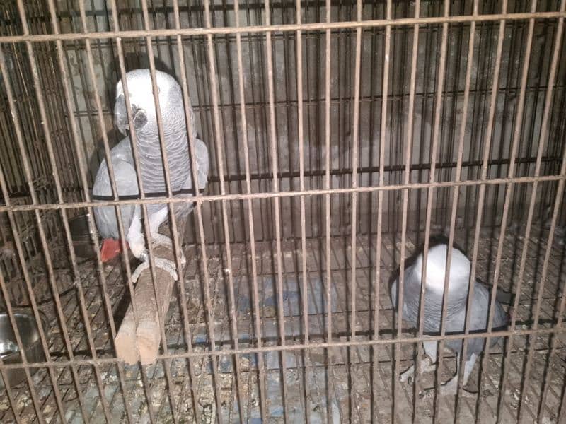 African grey parrot bonded pair 2