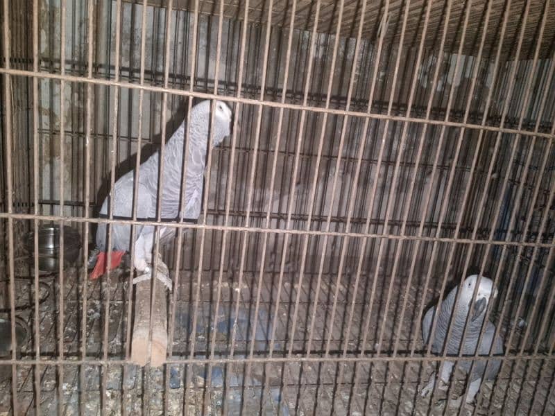 African grey parrot bonded pair 3