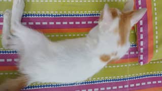 Ginger-White Kitten for Sale