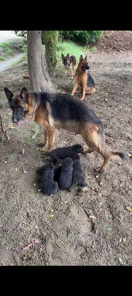 German Shepherd female WhatsApp 03407831244 1