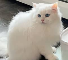 persian cat for sale male