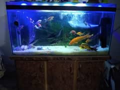 fish tank