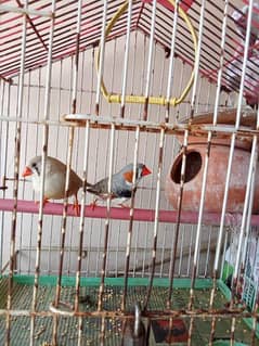 Finches Breeder Pair - King size Female and Common Male