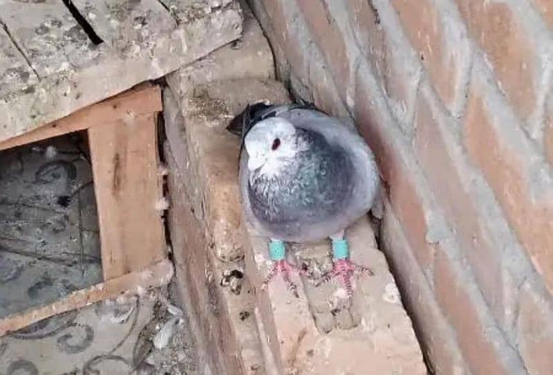 pigeon for sale 300 per piece 1