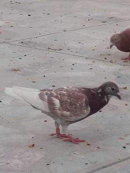 pigeon for sale 300 per piece 3