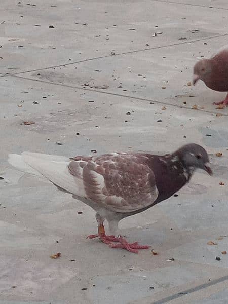 pigeon for sale 300 per piece 5