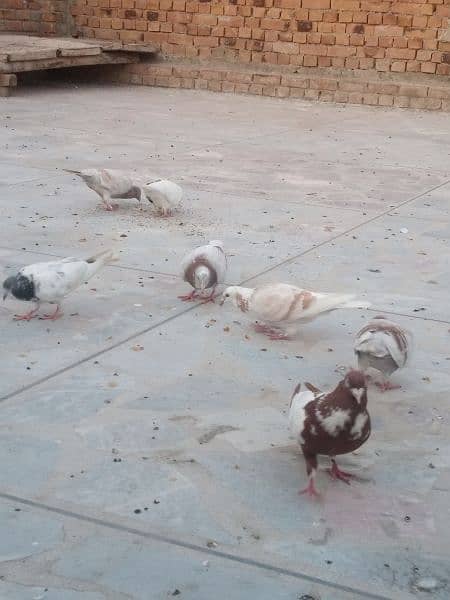 pigeon for sale 300 per piece 9