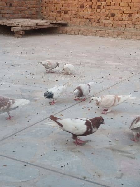 pigeon for sale 300 per piece 10